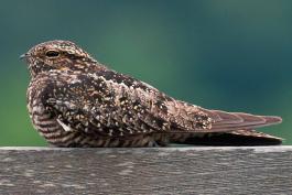 Photo of a common nighthawk on a fence rail.