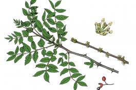 Illustration of common prickly ash leaves, flowers, fruits