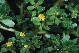 Common purslane plant, showing stems, leaves, and flowers