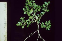 Common purslane plant, uprooted and photographed on black background