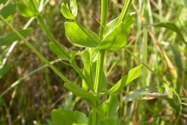 Photo of a rose gentian stalk with leaves