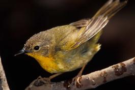 Photo of a female common yellowthroat