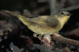 Photo of a female common yellowthroat