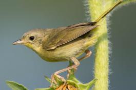 Photo of a female common yellowthroat perched on a spent flowerhead