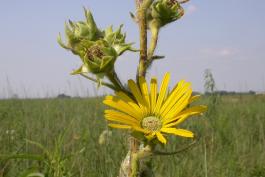 Photo of a compass plant blooming at Tucker Prairie