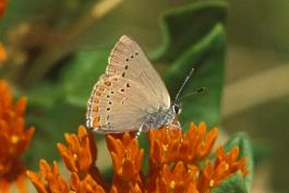 Coral hairstreak butterfly on butterfly weed flowers