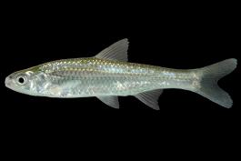 Cypress minnow side view photo with black background