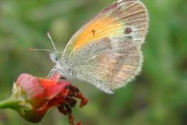 Photo of a dainty sulphur perched on a dried flower, side view