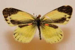 Photo of a dainty sulphur, dorsal view of pinned male specimen