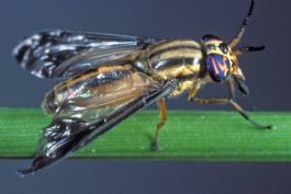 Photo of a female deer fly, probably Chrysops pikei, perched on a green stem.