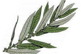 Illustration of diamond or Missouri willow leaves and stem.