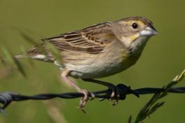 Photo of a female dickcissel, perched.
