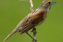 Photo of a female dickcissel.