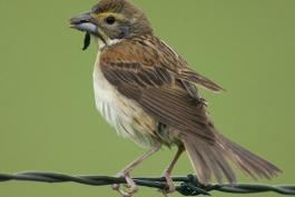Photo of a female dickcissel, perched, holding insect in bill.
