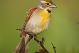 Photo of a male dickcissel, perched on a cocklebur plant.