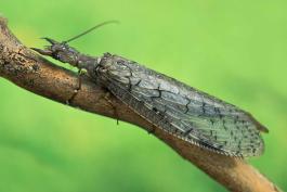 Photo of a female dobsonfly resting on a small branch.