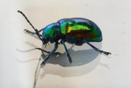 Side view of a dogbane beetle resting on a glass surface