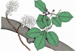 Illustration of downy serviceberry leaves, flowers, fruits.