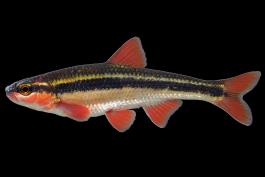 Duskystripe shiner male in spawning colors, side view photo with black background