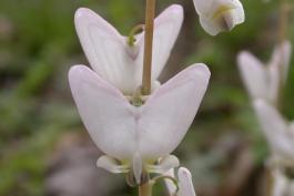 Photo of a Dutchman's britches flower, closeup