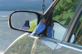Male eastern bluebird perched on window ledge of car near rearview mirror