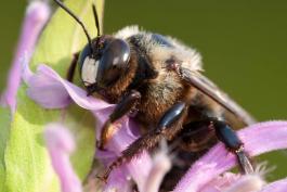 Male eastern carpenter bee visiting a flower