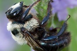 Male eastern carpenter bee on flower, glossy black abdomen visible