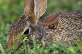 Eastern cottontail in grass with a visibly engorged tick on its neck