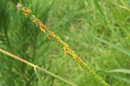 Photo of eastern gama grass flowering plant