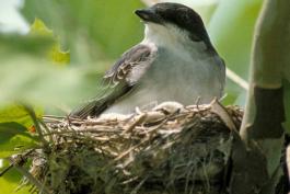 Photo of an eastern kingbird sitting on nest.