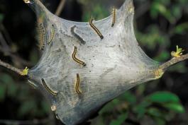 Photo of eastern tent caterpillar tent with caterpillars