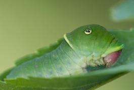 Mature eastern tiger swallowtail caterpillar resting on a leaf, viewed from side