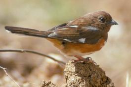 Photo of an eastern towhee female perched on a clod of dirt.