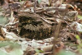 Photo of an eastern whip-poor-will crouching on leaf litter.