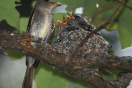 Photo of an eastern wood-pewee, nest, and begging young.