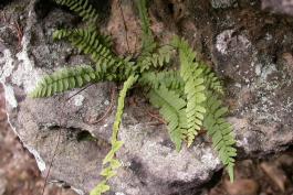 Photo of an ebony spleenwort plant growing in a crevice of a rock