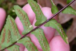 Photo of the underside of an ebony spleenwort fertile leaf, closeup showing sori and indusia