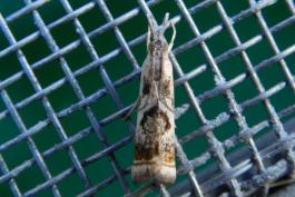 Dorsal view of elegant grass-veneer moth showing distinctive pattern on wings