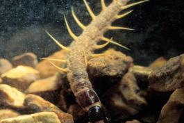 Photo of a fishfly larva crawling among rocks in an aquarium.