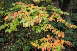 A small flowering dogwood tree showing early fall color