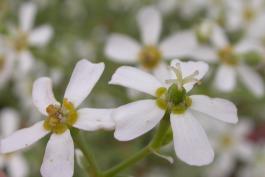 Photo closeup of flowering spurge flowers