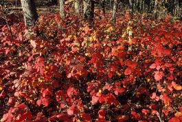 Fragrant sumac colony showing brilliant fall color