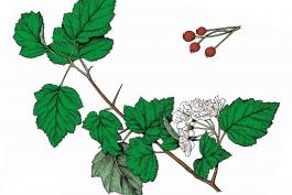 Illustration of frosted hawthorn leaves, flowers, fruits.