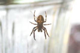 Photo of a furrow orbweaver in her web