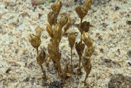Photo of dried geocarpon plant on sandy substrate