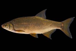 Golden shiner male, side view photo with black background