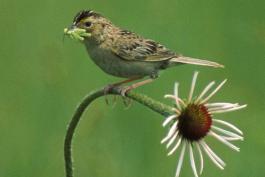 Photo of a grasshopper sparrow perched on a coneflower