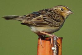 Photo of a grasshopper sparrow perched on a fence post