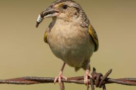 Photo of a grasshopper sparrow perched on barbed wire, holding a caterpillar in its bill