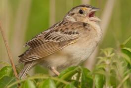 Photo of a grasshopper sparrow singing